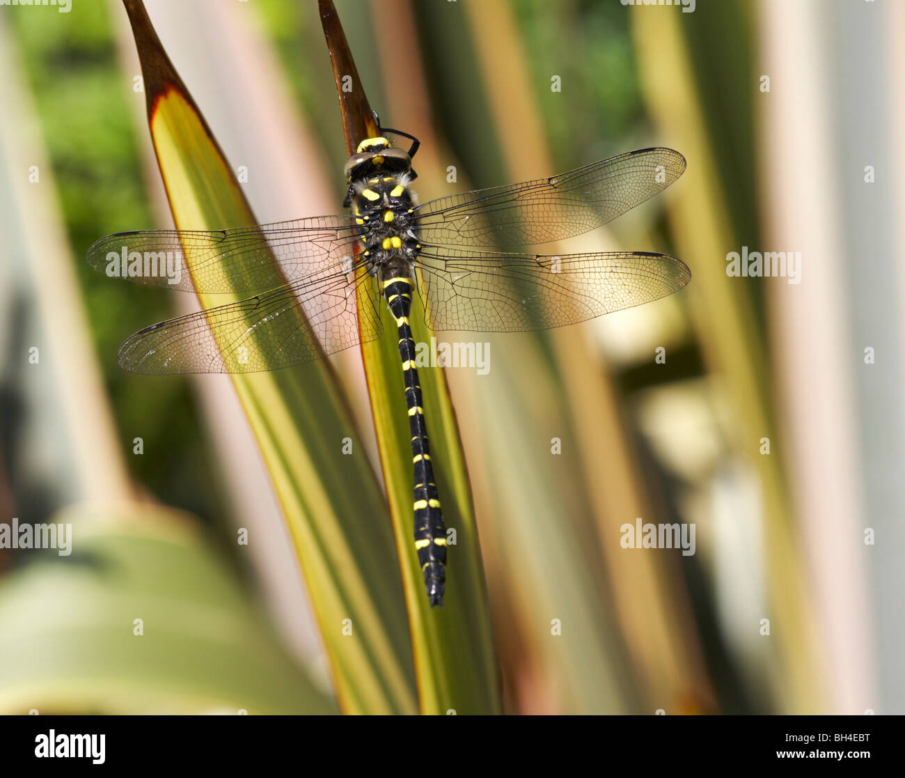 Golden inanellato dragonfly (Cordulegaster boltonii) appoggiato sulla Nuova Zelanda di lino (Phormium Tenax) in estate. Foto Stock