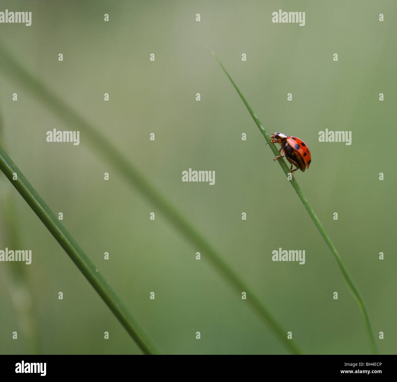 Harlequin ladybird (Harmonia axyridis) su una lama di erba in estate. Foto Stock