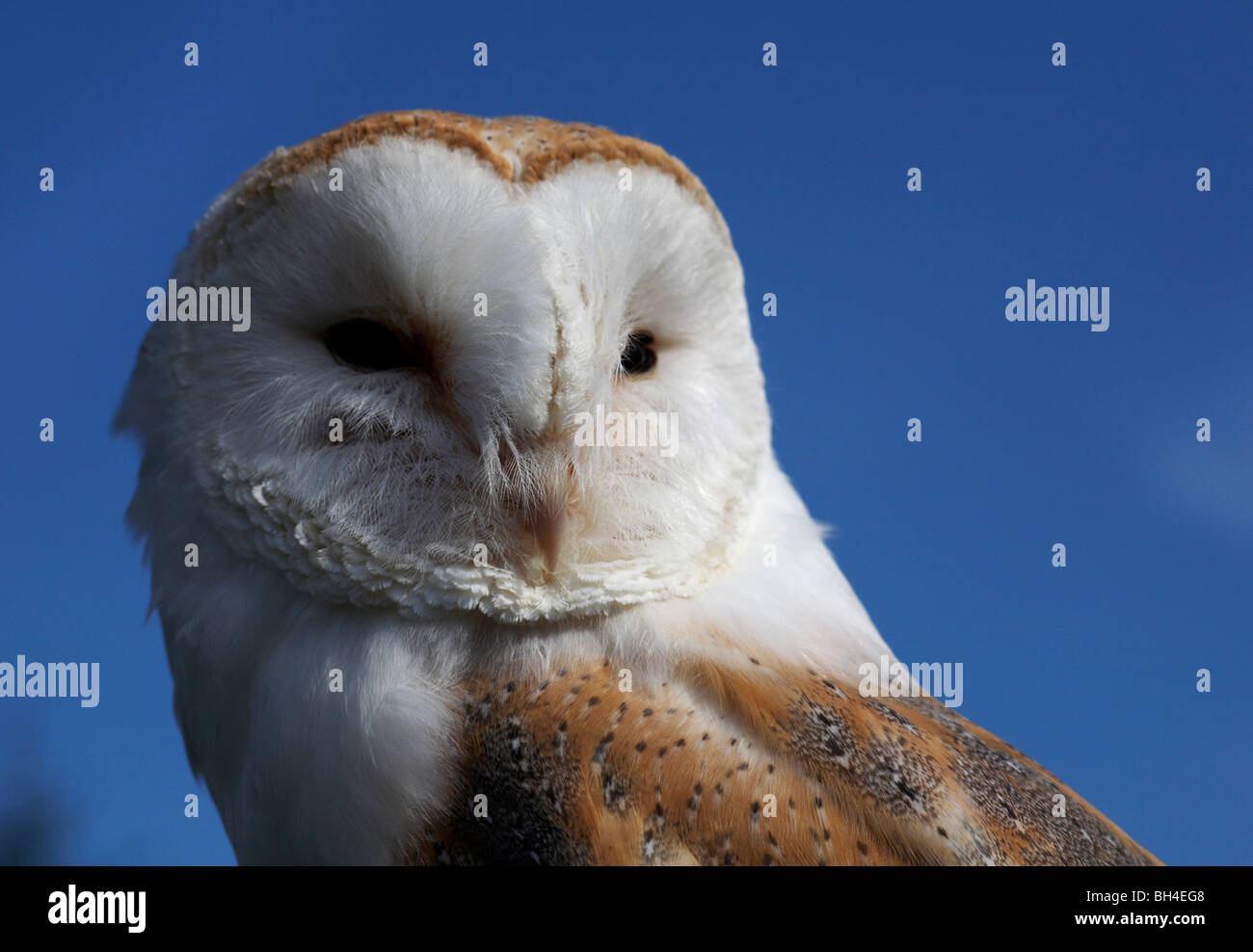 Alert Barbagianni (Tyto alba) in estate. Foto Stock