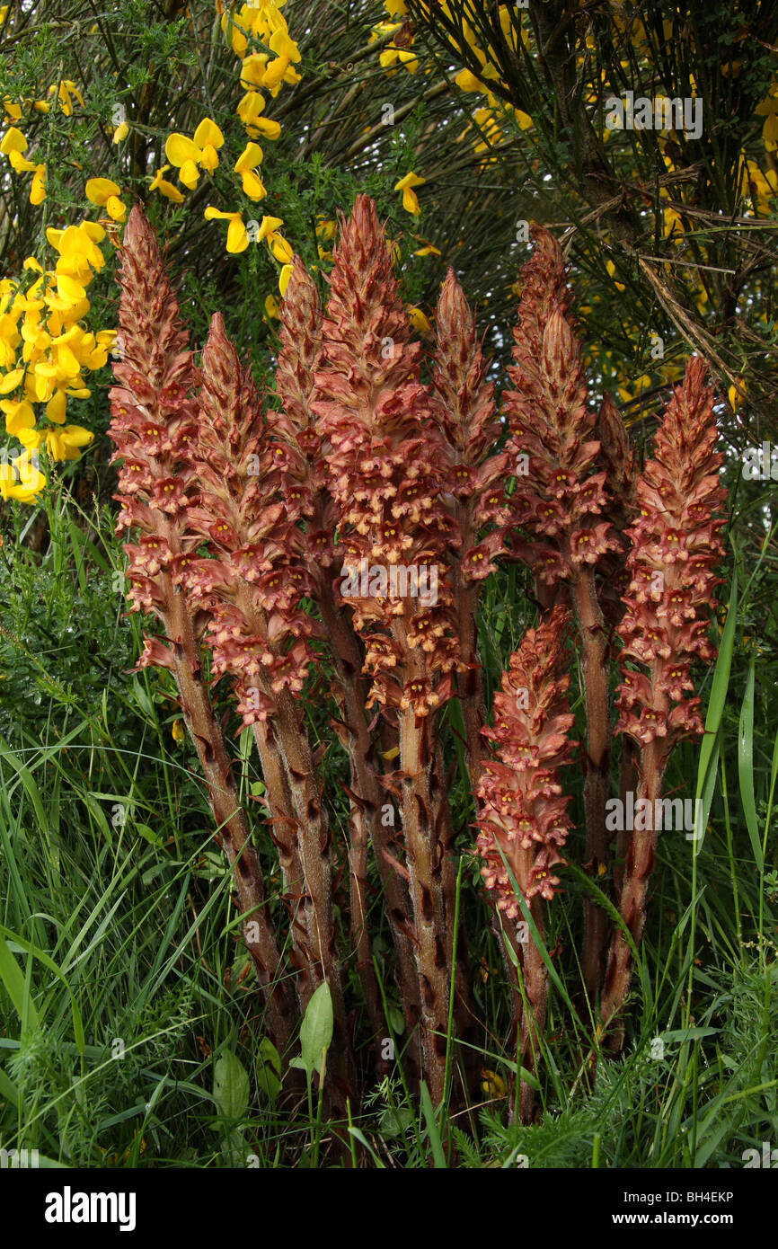 Succhiamele prataiolo maggiore (Orobanche Rapum-Genistae) crescente nella parte anteriore della pianta ospite. Foto Stock