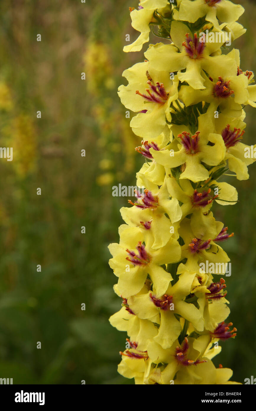 Close-up di un fiore di un oscuro mullein (Molène nigrum) che mostra colore porpora stami. Foto Stock