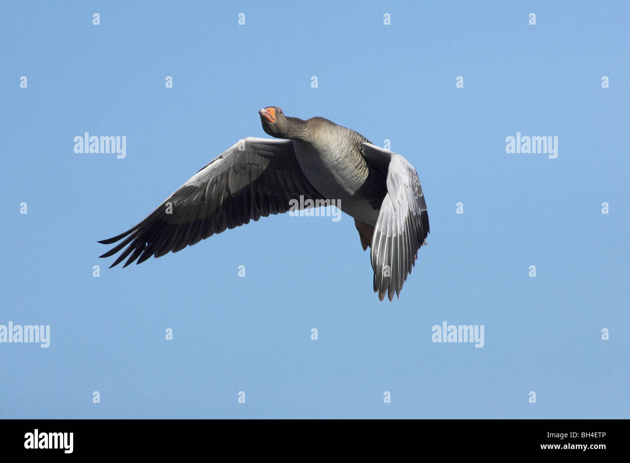 Grigio-lag goose (Anser anser). Chiudere l immagine della testa mostra occhio e becco dettaglio. Foto Stock