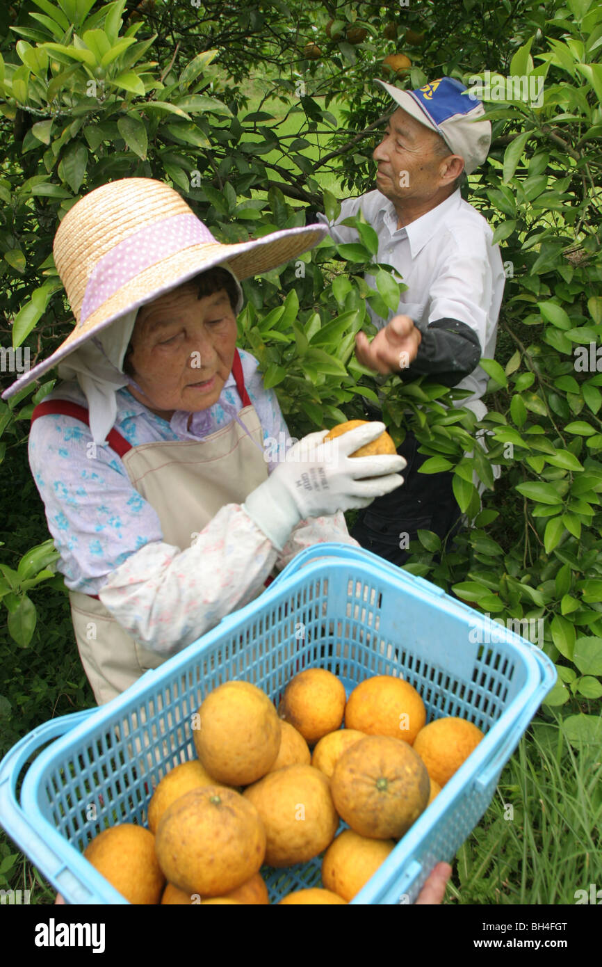 Tsutomu Kayao, e sua moglie Tokio, agricoltura in Chiba, Giappone. Foto Stock