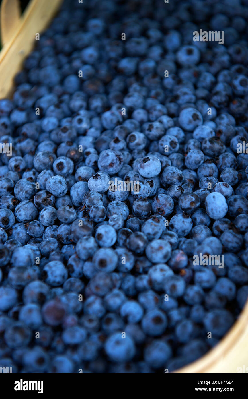Mirtilli freschi, Riverdale Mercato Agricolo, Toronto, Ontario Foto Stock