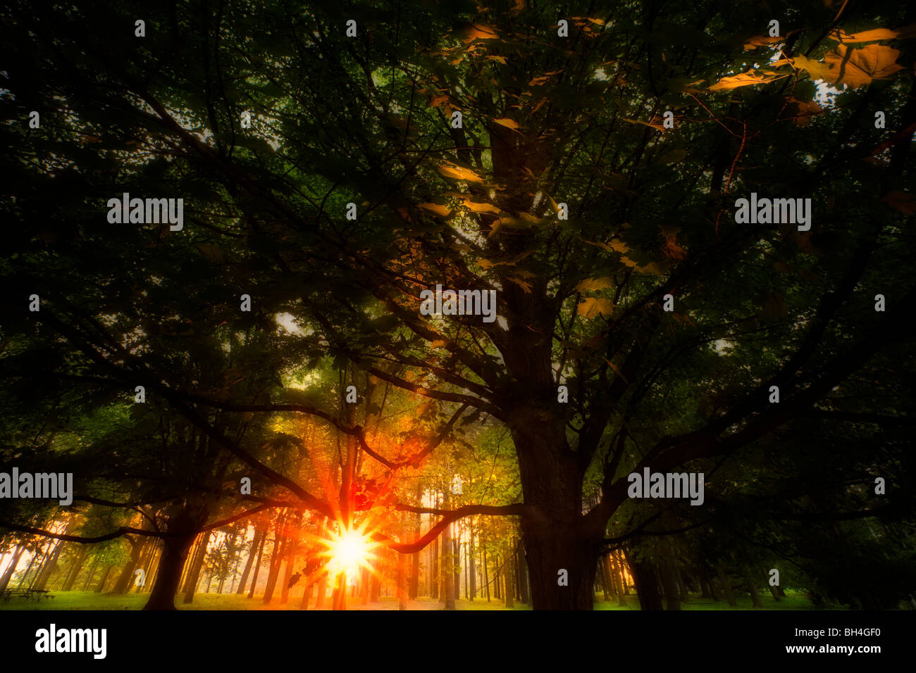 Raggi solari del mattino attraverso i rami degli alberi, Boerner Giardino Botanico, Whitnall Park, di Hales Corners, Wisconsin Foto Stock