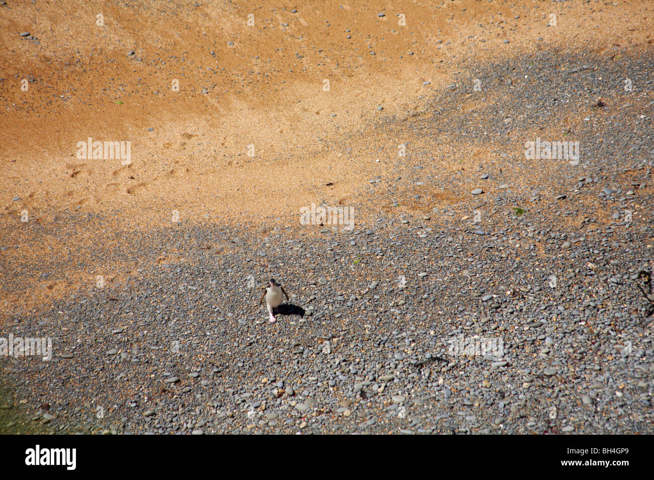 Giallo solitario eyed penguin (Megadyptes antipodes) a piedi dal mare lungo la spiaggia Spiaggia cespuglioso, Oamaru. Foto Stock