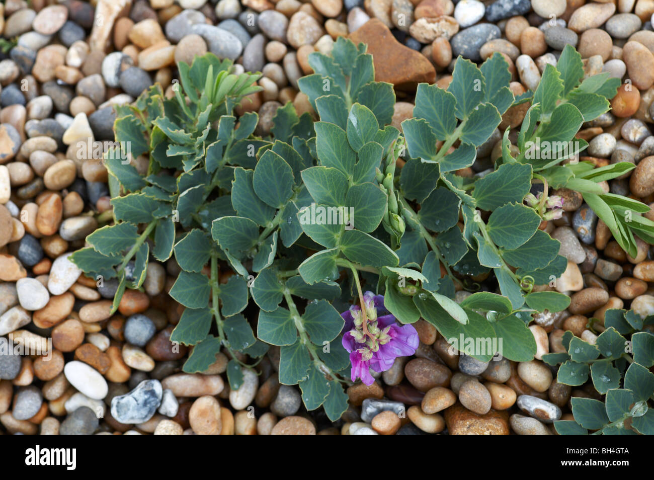 Mare pisello (Lathyrus japonicus ssp maritimus) cresce sui banchi di ciottoli di Chesil Beach a Dorset in estate Foto Stock