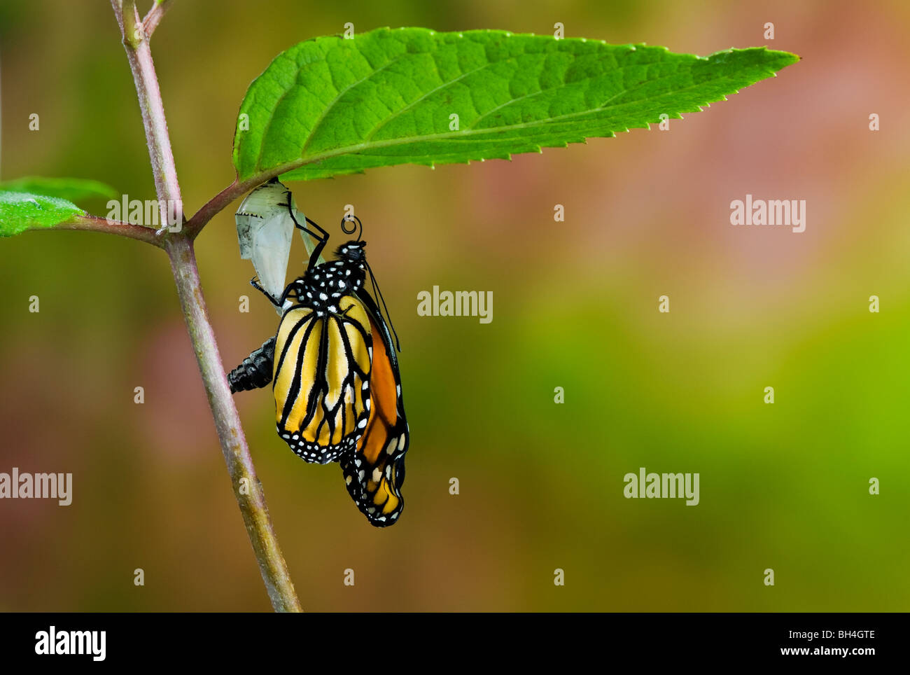 Farfalla monarca emerse dal bozzolo crisalide vuota, il pompaggio di meconio dall'addome in ali, Nova Scotia. Serie di 4. Foto Stock