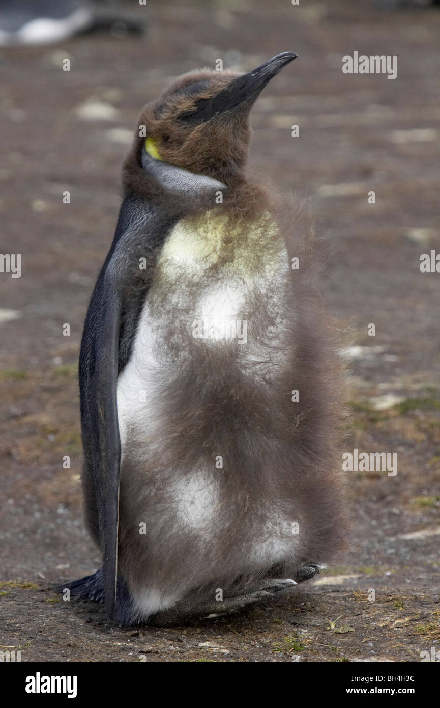 Giovane re penguin (Aptendytes patagonicus) moulting al sito di riproduzione. Foto Stock