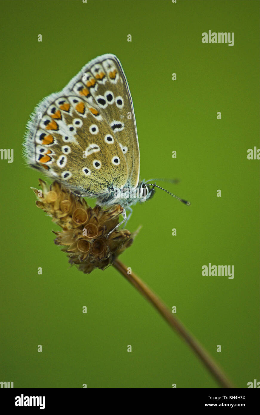 Brown argus butterfly (aricia agestis) a riposo su un'erba. Foto Stock