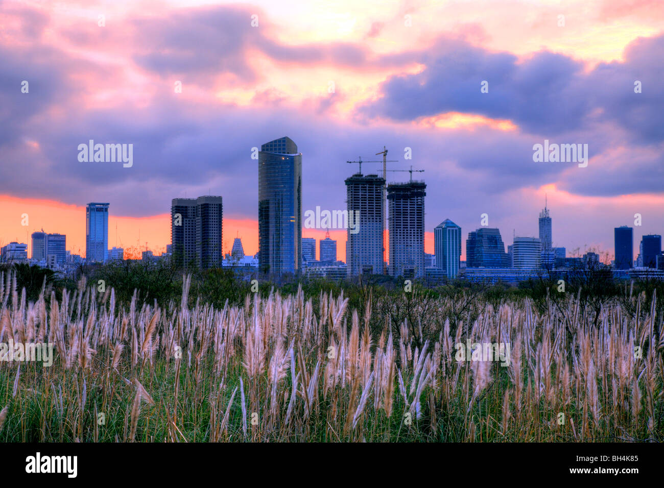 Prenotazione ecologico Park, dal River Plate (Rio de la Plata). "Costanera Sur". Buenos Aires, Argentina, Sud America. Foto Stock