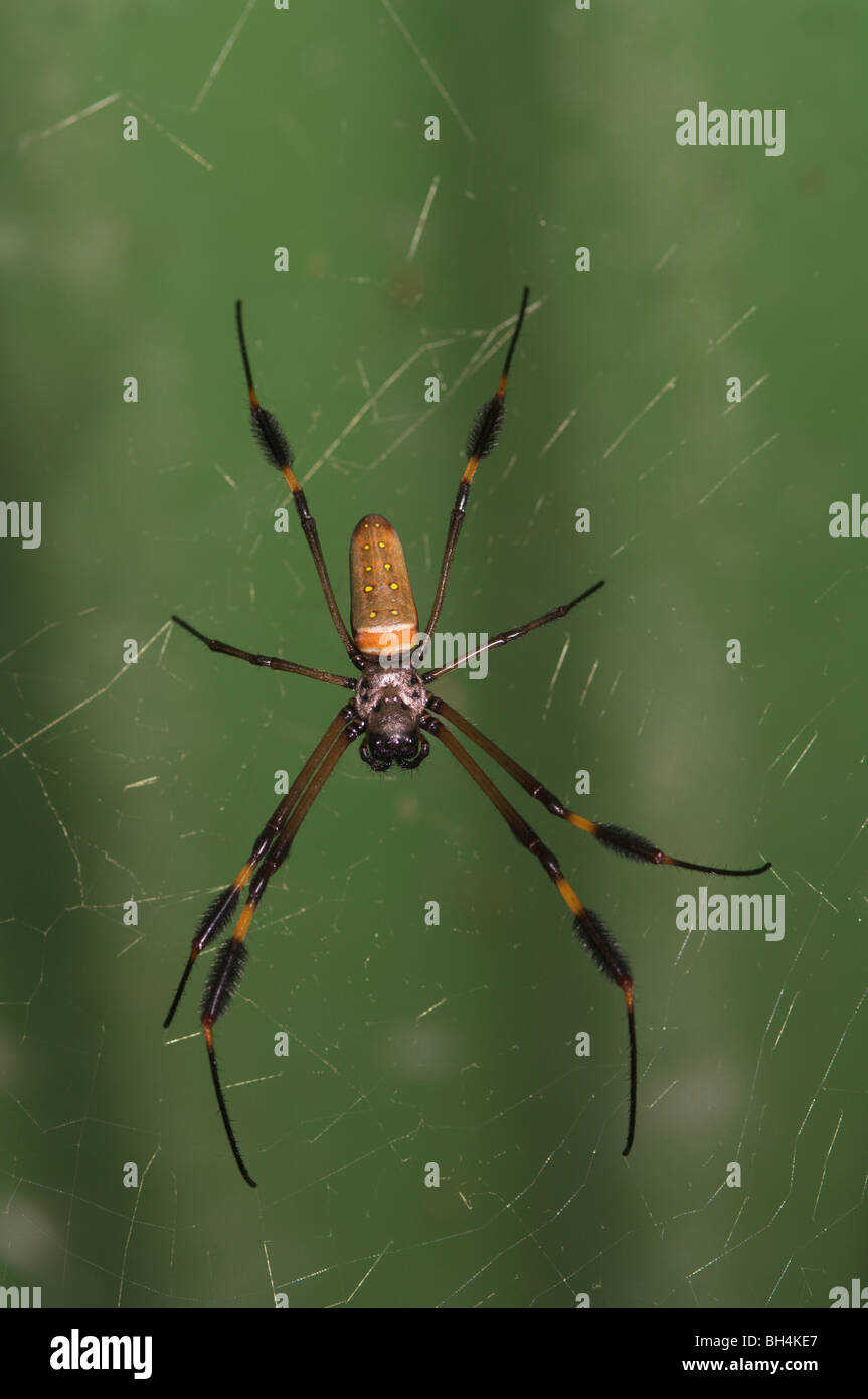 Close-up di un golden orb spider (Nephila sp.). Foto Stock