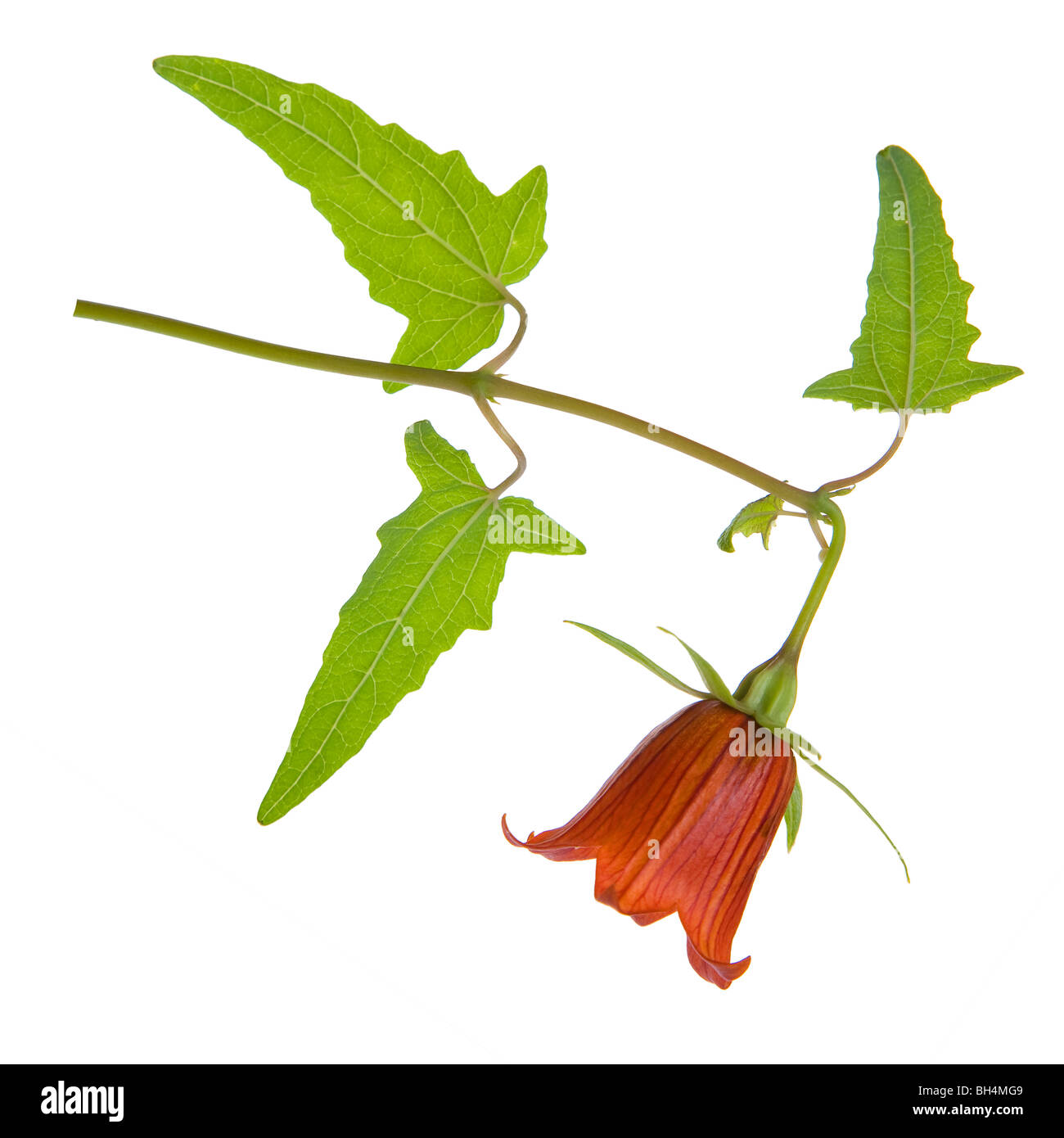 Canariana canariensis fiore e foglie studio isolato Foto Stock