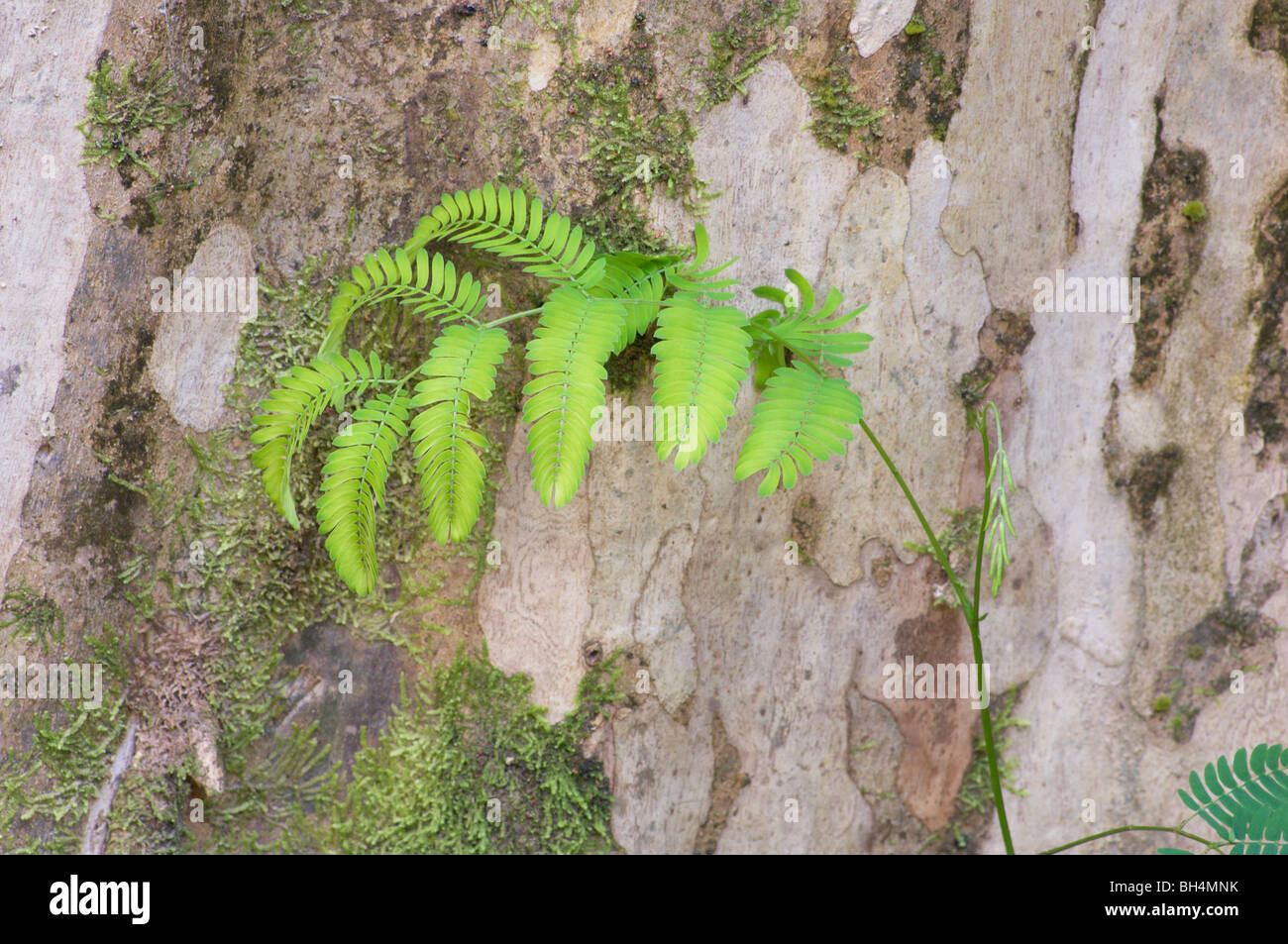 Gavilan tree (Pentaclethra macroloba) foglia contro la corteccia. Foto Stock