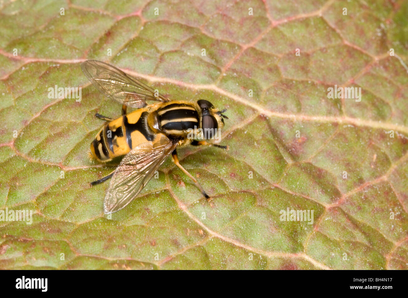 Close up hoverfly (Helophilus hybridus) in appoggio sulla lamina in un legno di Norfolk in estate. Foto Stock