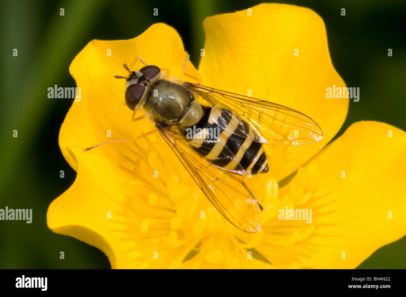 Close up hoverfly (Syrphus vitripennis) poggiante su un buttercup in un prato di Norfolk in estate. Foto Stock