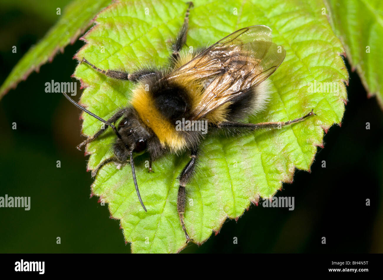 Close up white-tailed bumblebee (Bombus lucorum) in appoggio sul Rovo foglie in un legno di Norfolk in estate. Foto Stock