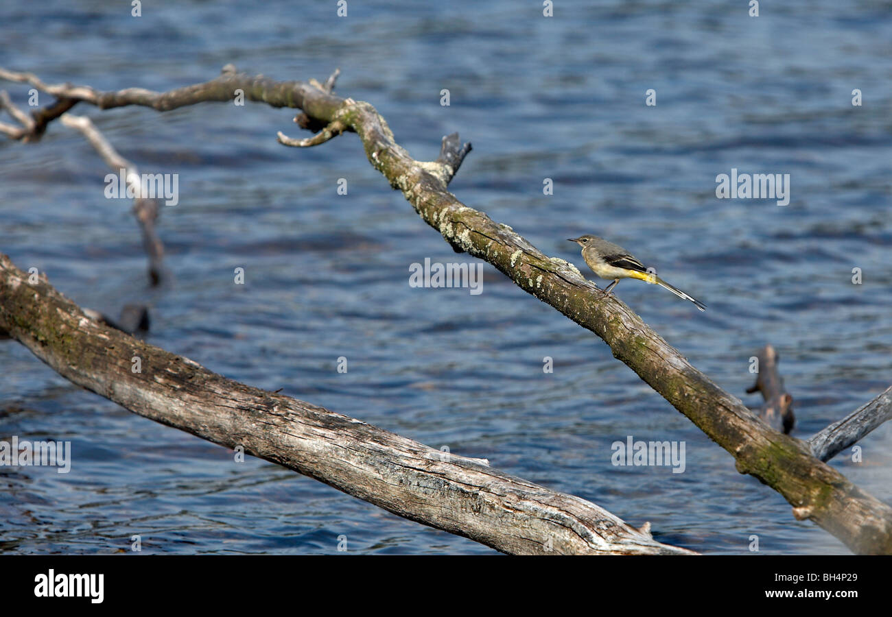 Wagtail grigio sul ramo a Loch Pityoulish. Foto Stock