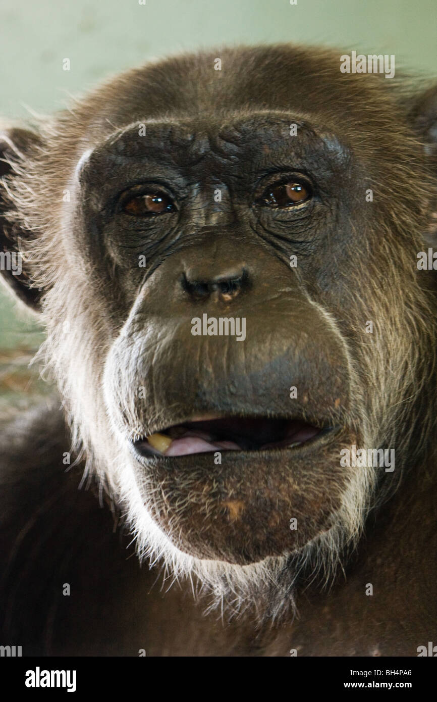 Uno scimpanzé - Pan troglodytes Foto Stock