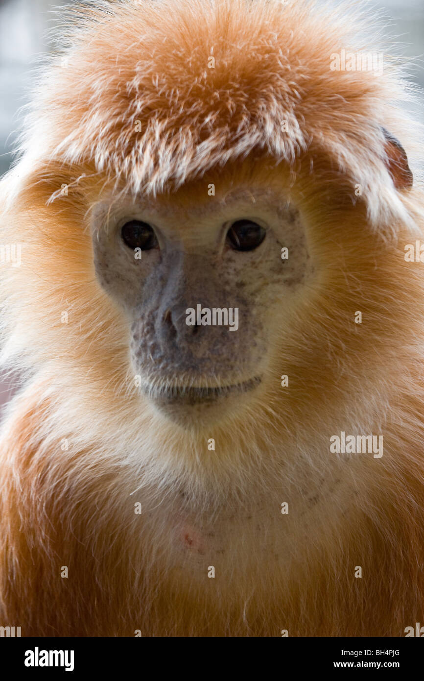 Iavan Leaf Monkey - Trachypithecus auratus auratus Foto Stock