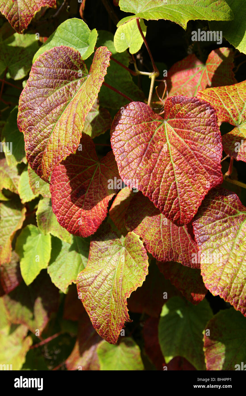 Crimson vite gloria, Crimson Gloryvine o immangiabile uva, Vitis coignetiae, Vitaceae, Cina, Giappone, Russia, Corea del Sud Foto Stock