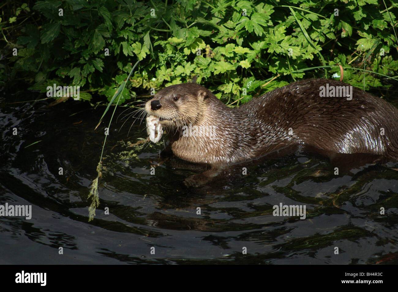 Nord America Lontra di fiume (Lutra canadensis) alimentazione a Oban Sealife Sanctuary. Foto Stock