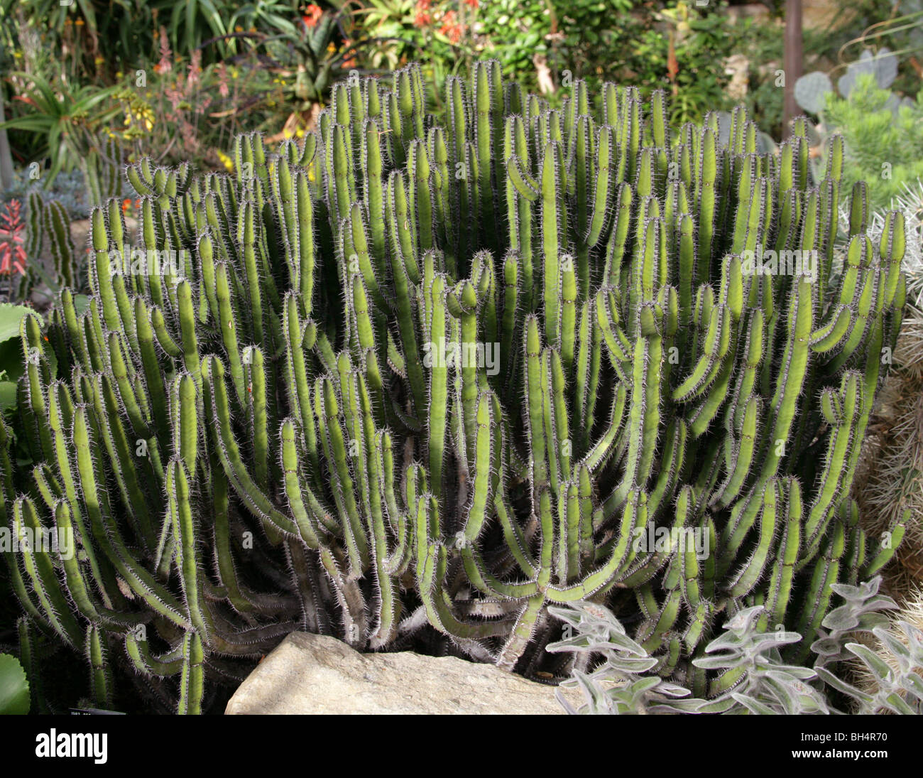 Euphorbia polyacantha, Euphorbiaceae, Etiopia, Africa orientale Foto Stock