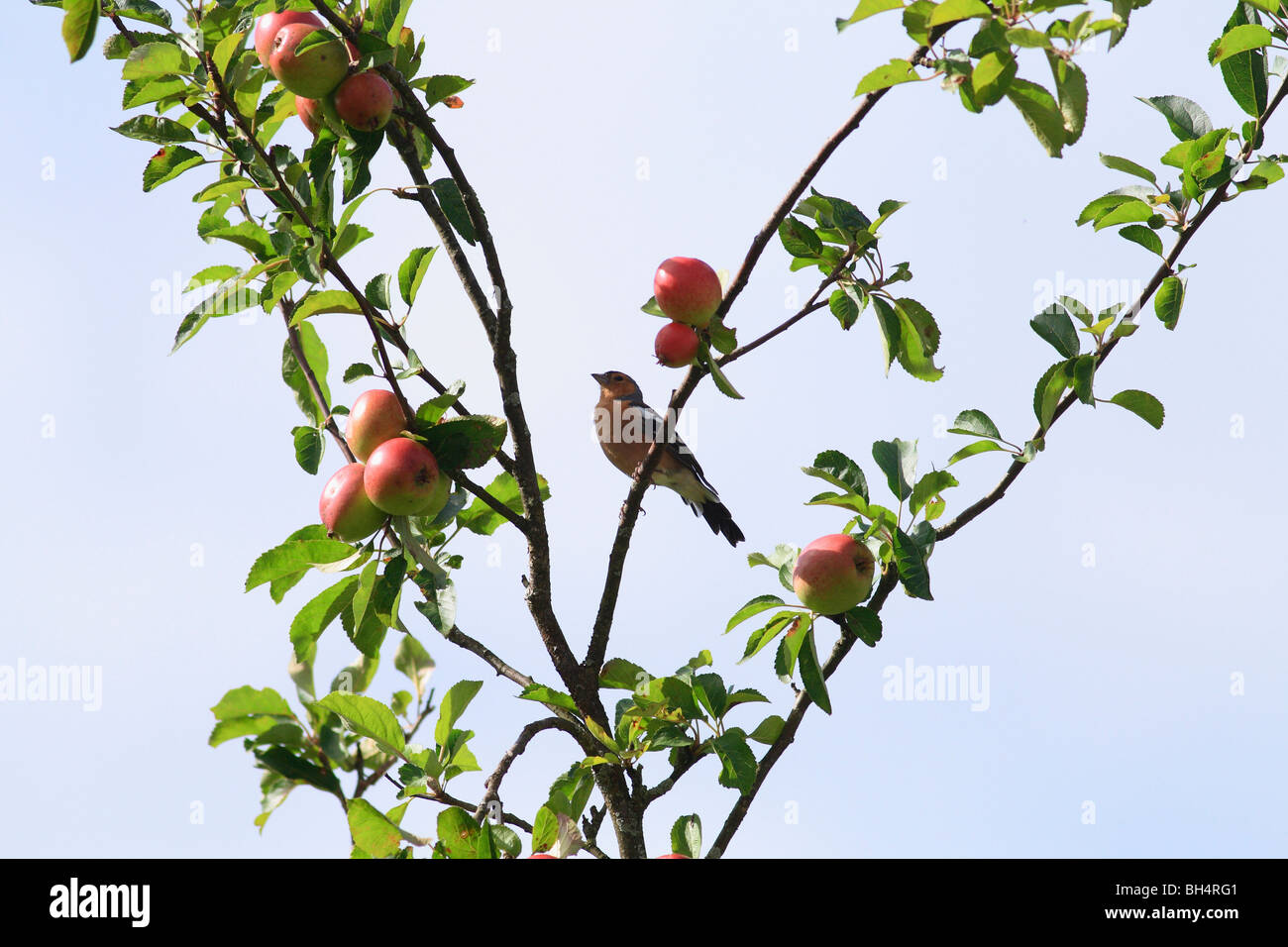 Fringuello maschio (Fringilla coelebs) nella struttura ad albero di apple a Kinlochleven. Foto Stock