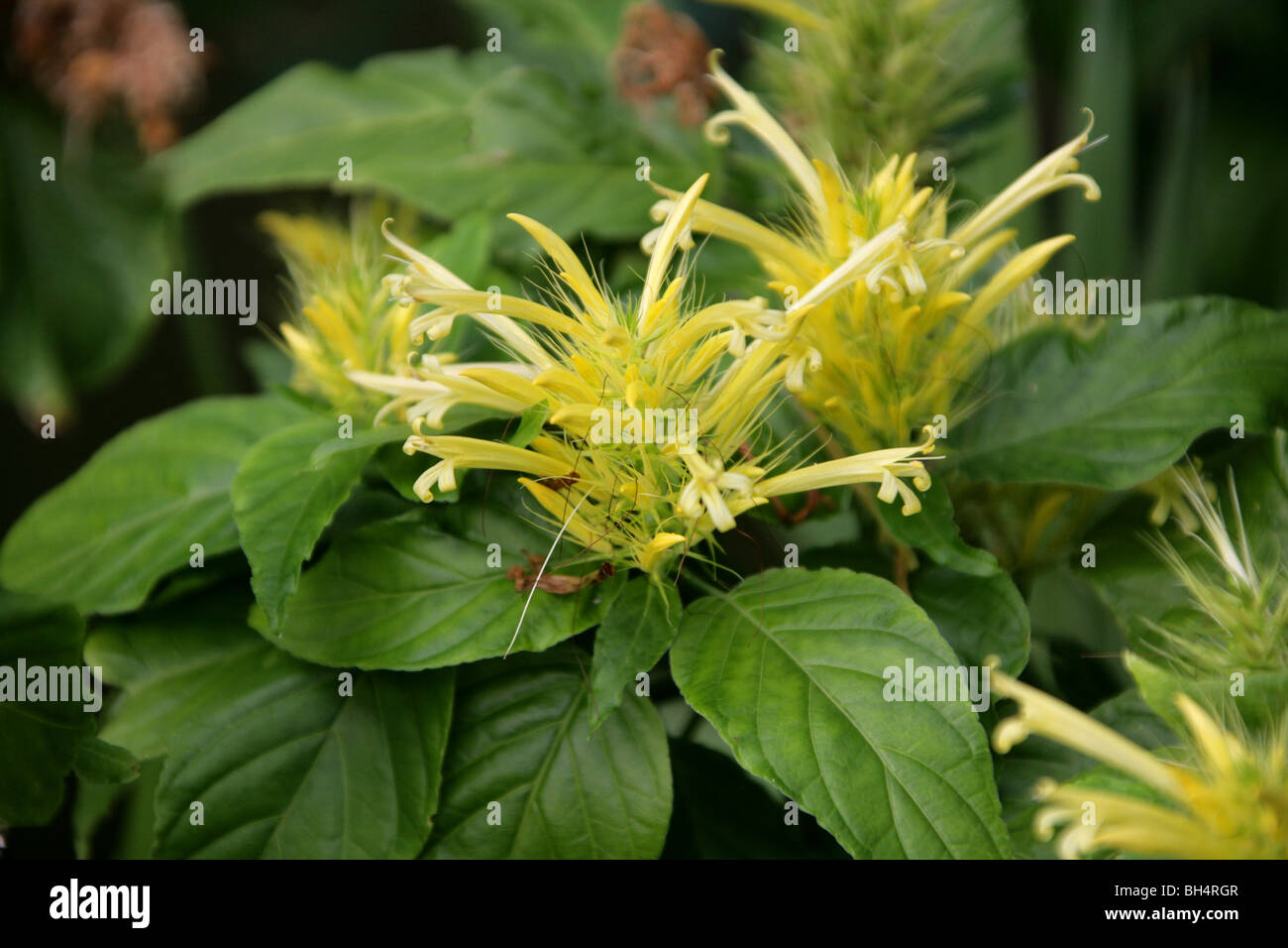 Pennacchio dorato, Schaueria calycotricha, Acanthaceae, Brasile, Sud America Foto Stock