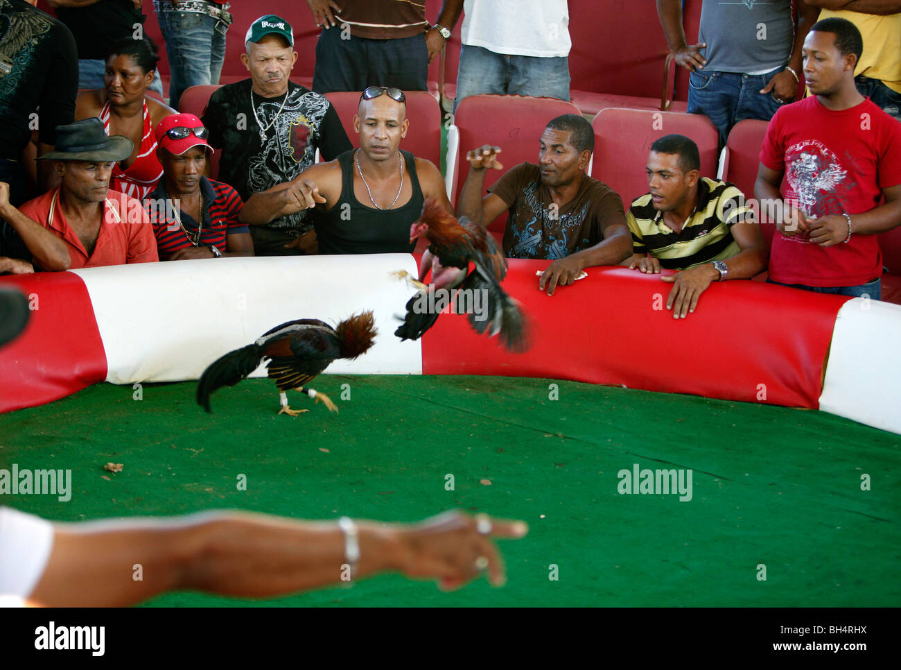Gli spettatori a un anello di cockfighting, Repubblica Dominicana. Un braccio i gesti in primo piano come scommesse sono fatte durante una partita. Foto Stock