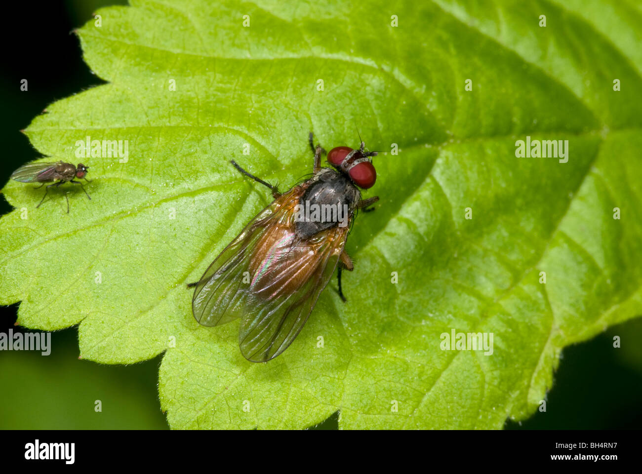 Close-up di minore housefly (Fannia cornicularis) in appoggio su una foglia in un legno di Norfolk. Foto Stock