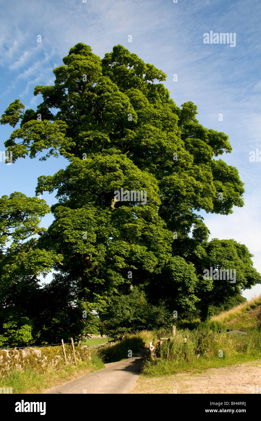 Sicomoro (Acer pseudoplatanus) in piena foglia in aperta campagna durante la metà dell'estate. Foto Stock