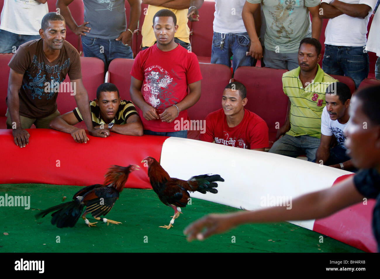 Spettatori guardare una partita in corrispondenza di un anello cockfighting, Repubblica Dominicana Foto Stock