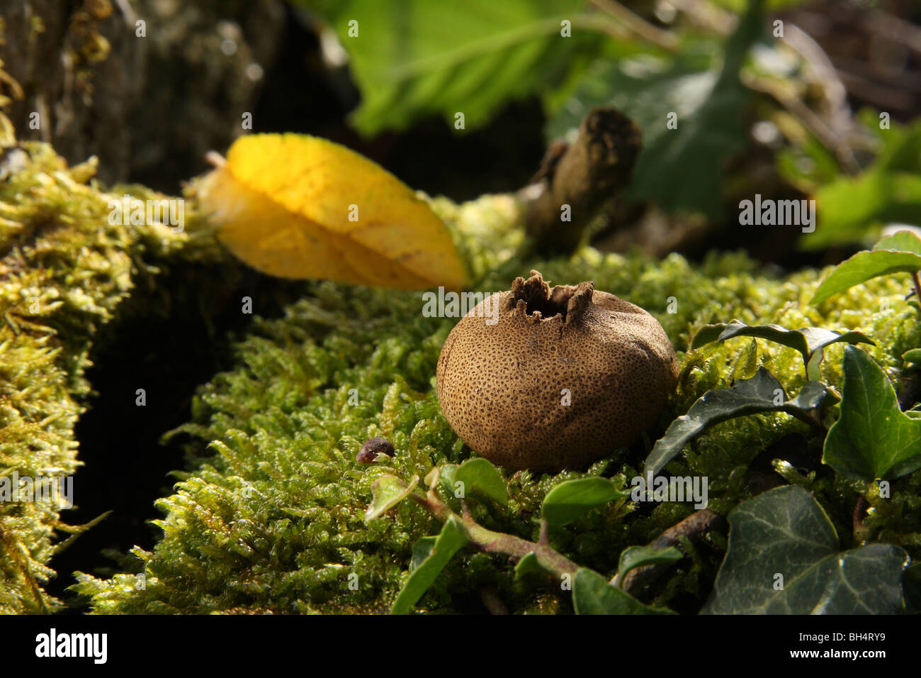 Puffball (Scleroderma areolatum) con il suo rilascio di spore foro aperto in crescita in moss nel bosco. Foto Stock