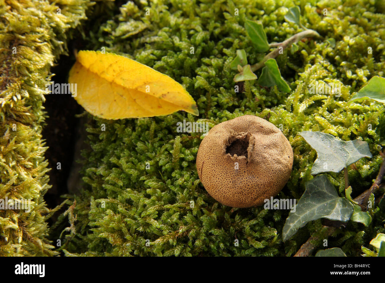 Puffball (Scleroderma areolatum) con il suo rilascio di spore foro aperto in crescita in moss nel bosco. Foto Stock