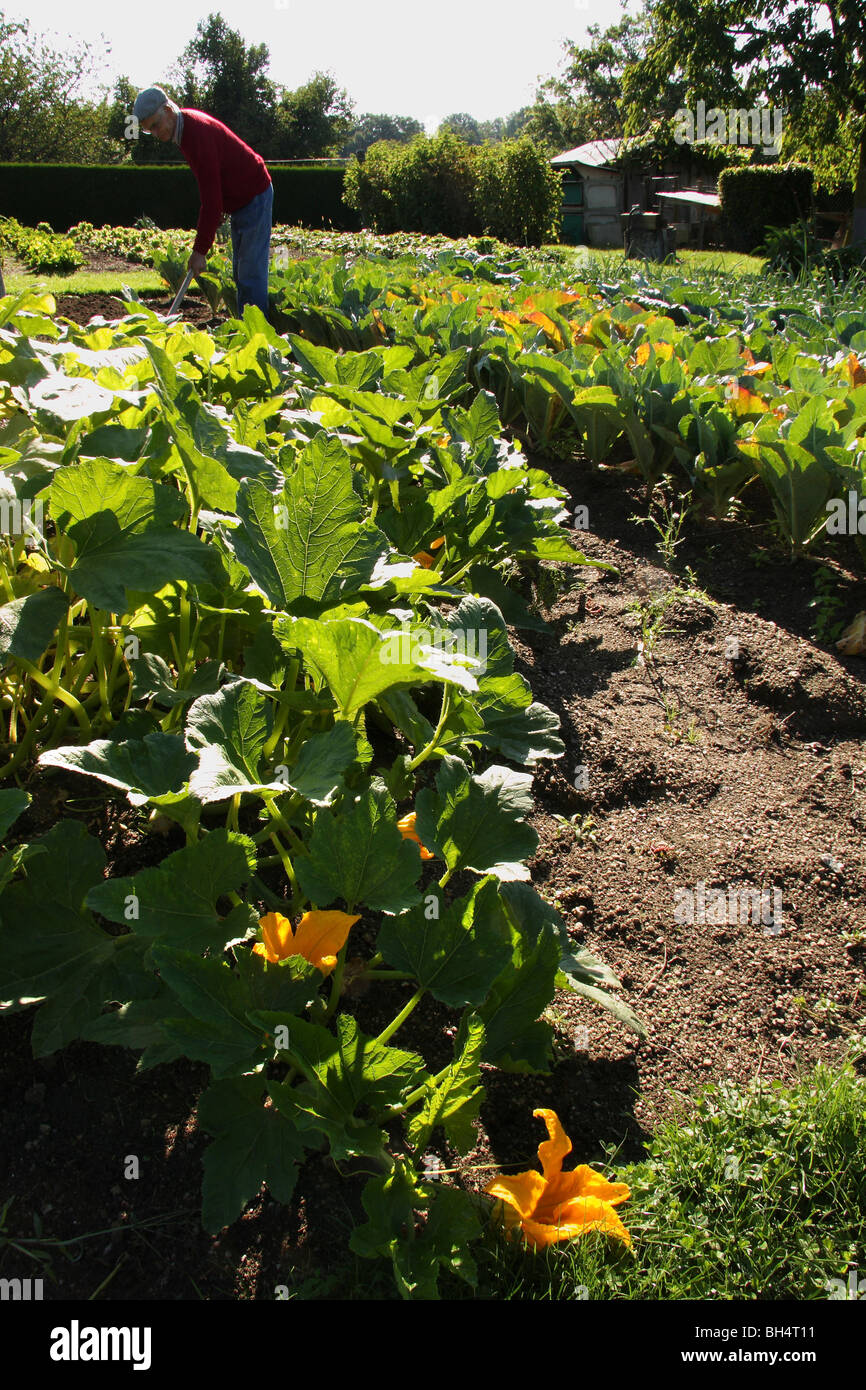 Righe retroilluminato di zucchine in un curato giardino vegetale e giardiniere lavora. Foto Stock