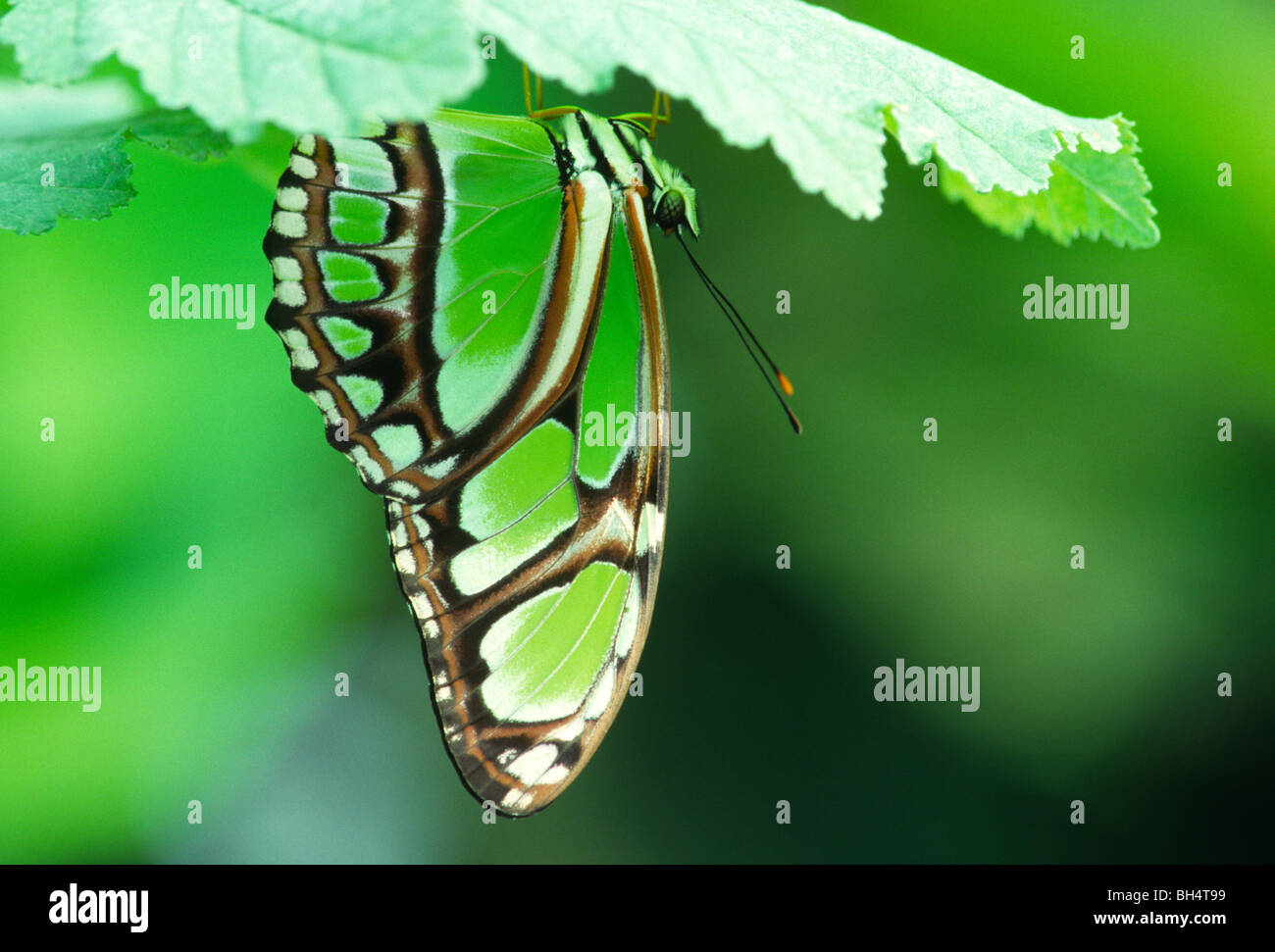 Scarse pagina bamboo butterfly (Philaethria dido)sud americana specie della foresta pluviale Foto Stock