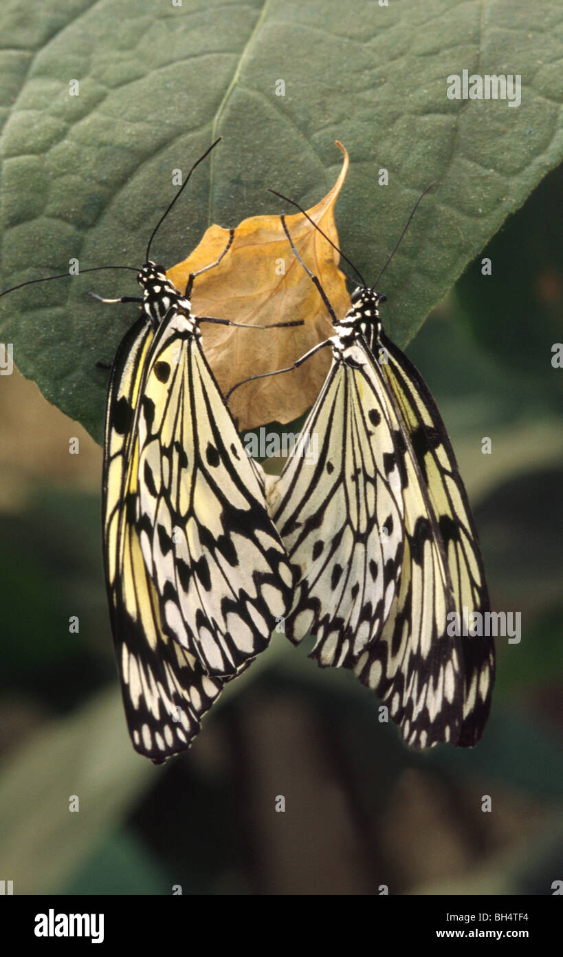 Close-up di una coniugata coppia di albero bianco ninfa farfalle (Idea leuconoe) pende da una foglia morta a Londra Butterfly House. Foto Stock