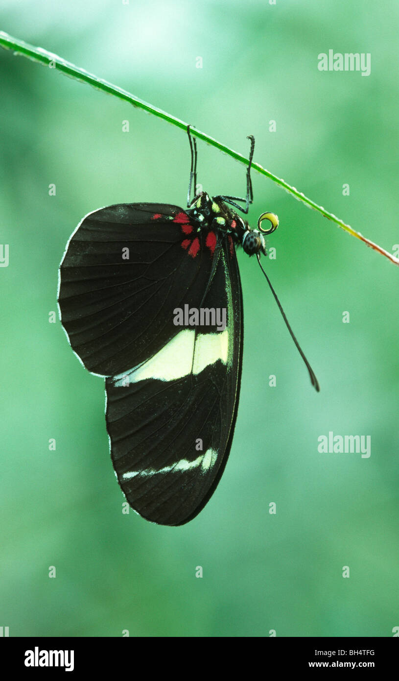 Blue grecian butterfly (Heliconius sara) gambo di erba tipica Foto Stock