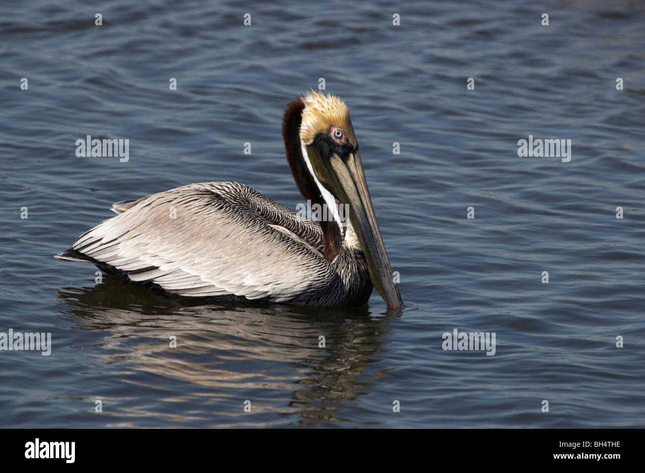Pellicano marrone (Pelecanus occidentalis) a J. N. Ding Darling National Wildlife Refuge, Sanibel. Foto Stock