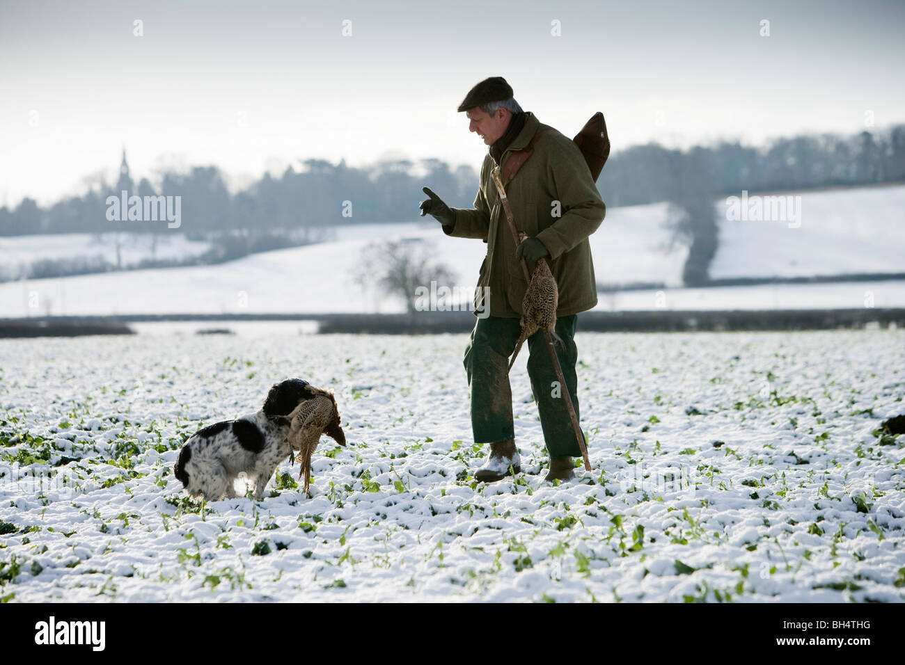 Artigliere con Springer Spaniel durante il fagiano shoot. Poco Dalby station wagon. Leicestershire. Regno Unito. Foto Stock