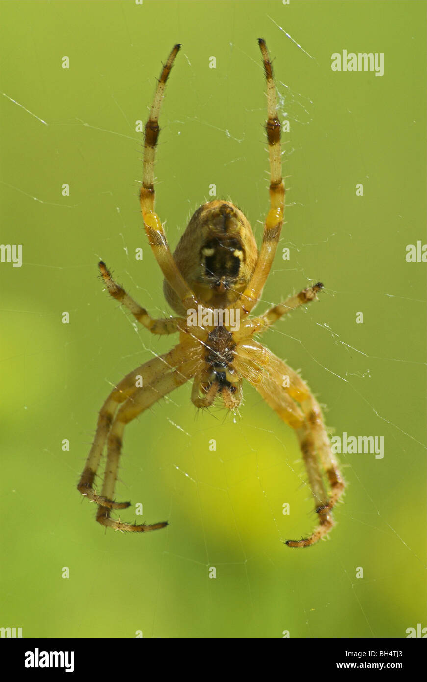 Giardino spider (araneus diadematus) sul suo web. Foto Stock
