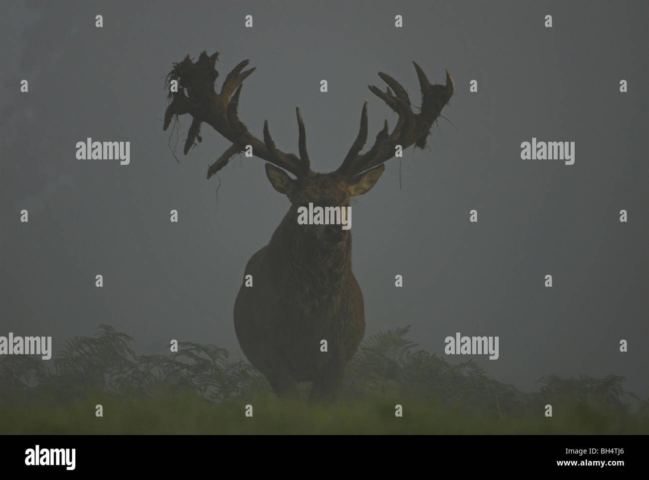 Red Deer cervo (Cervus elaphus) nella nebbia mattutina. Foto Stock