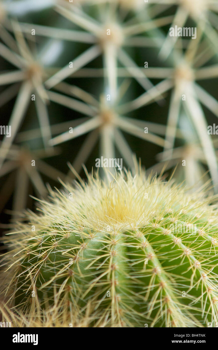 Close-up di un cactus (Cactaceae). Foto Stock