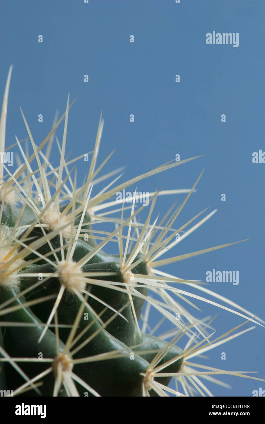 Close-up di un cactus (Cactaceae). Foto Stock