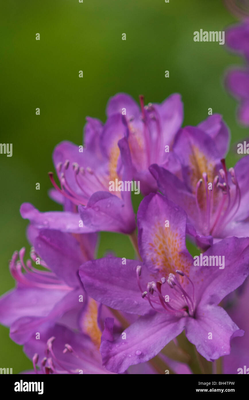 Viola (rododendro Ericaceae) in primavera. Foto Stock