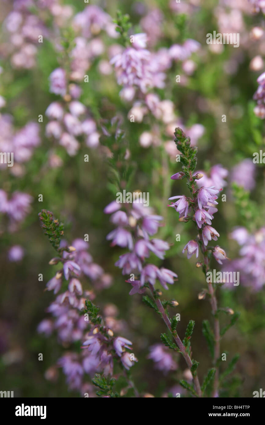 Close-up di erica o ling (Calluna vulgaris)in tarda estate. Foto Stock