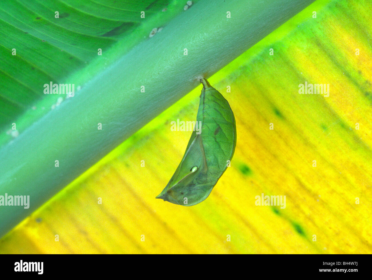 Brassolidae butterfly (Opsiphanes cassina) attaccato sotto il banana leaf Foto Stock