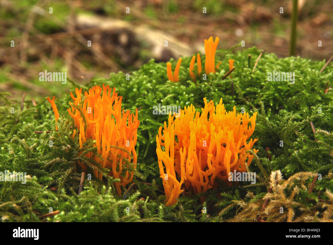Diversi aggregati di Calocera viscosa che cresce su un albero di muschio moncone. Foto Stock