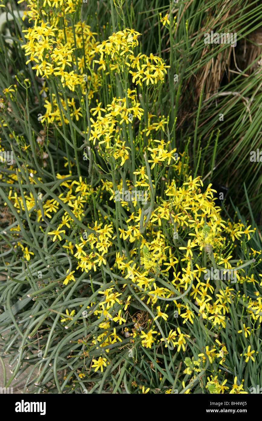 Senecio junceus, Asteraceae (Compositae), Sud Africa Foto Stock